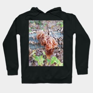 Wood Ear Mushroom Hoodie